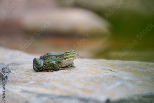 green frog on a stone
