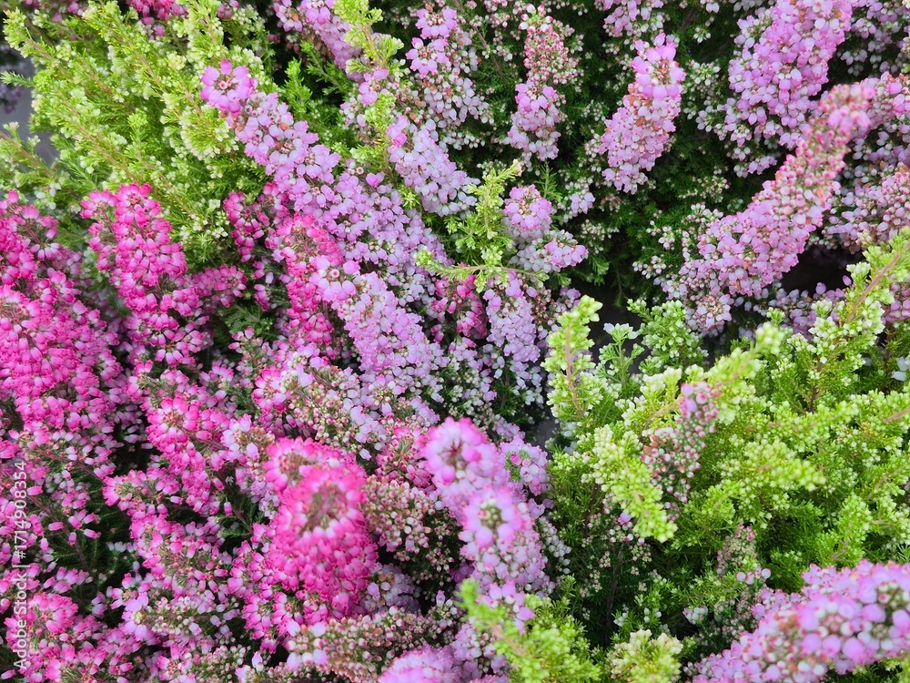 Fototapeta premium Beautiful heather blossoms background. Autumn flowers heather background, everlasting cemetery flower