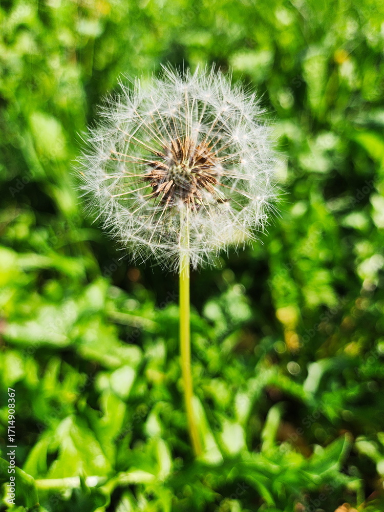 Fototapeta premium Closeup Dandelion Seedhead Macro in a Green Garden
