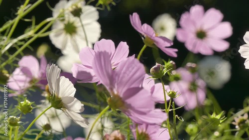 Thickets of blooming cosmos (Asteraceae) in the park.
