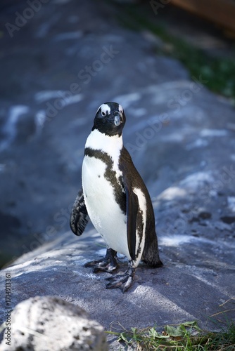 penguin on the rocks