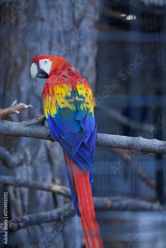 red and yellow macaw