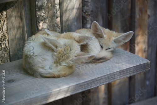 Fenix Fox on wood