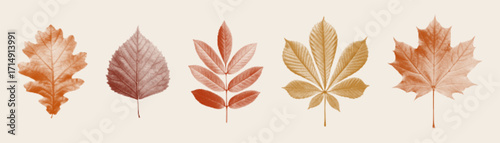 Set of autumn leaves illustration in halftone style. Vintage botanical design with oak, birch, chestnut, and maple leaves. Perfect for seasonal posters, prints, and collages.