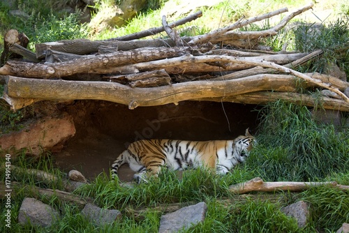 tiger in the zoo
