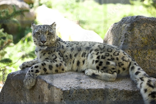 leopard in the tree