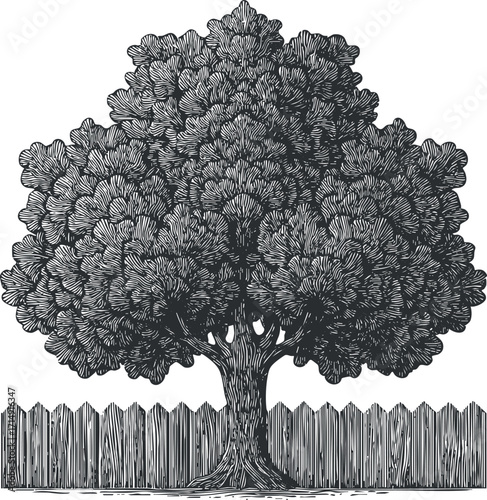 A detailed black and white illustration of a large tree next to a wooden fence.