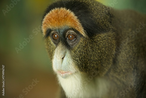 close up of a young baboon