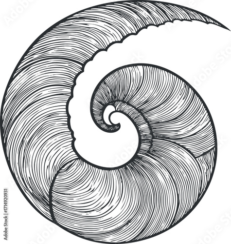 Illustration of a spiral shell design showcasing intricate line work and natural beauty.