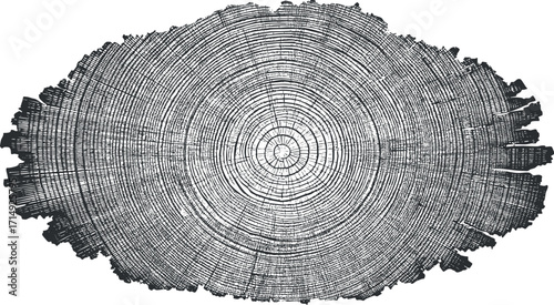 Detailed cross-section of a tree trunk showcasing growth rings and natural patterns.