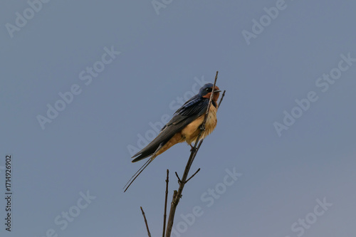 A Barn Swallow Perched on a Dead Tree near Montello, Wisconsin.