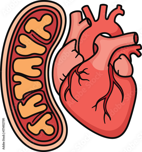 Vibrant illustration of a human heart next to a detailed mitochondrion, showcasing cellular energy production and cardiovascular health concepts