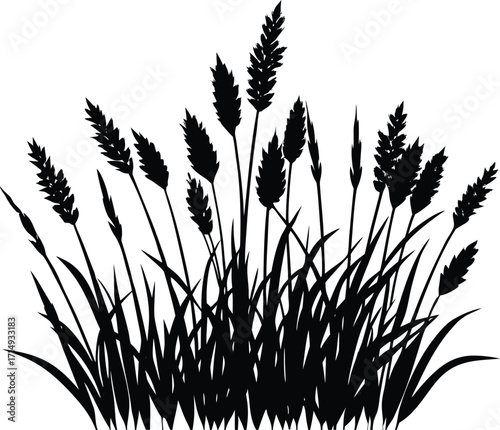 Prairie Grass Silhouette Illustration | Prairie Grass Vector Design