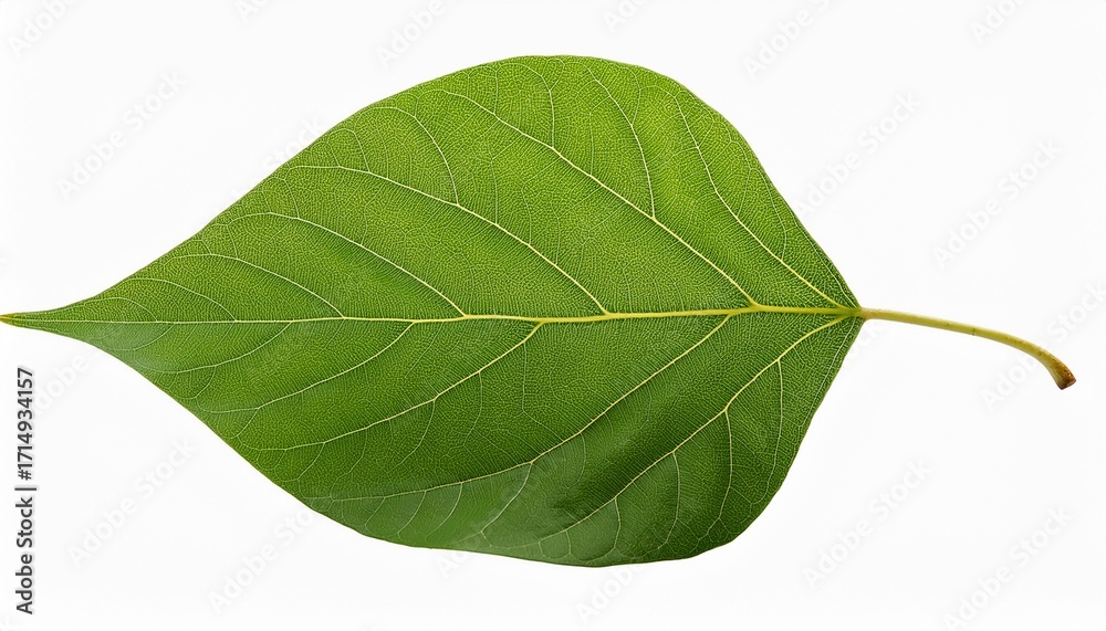 Obraz premium Cottonwood Tree Leaf Isolated On Transparent Background