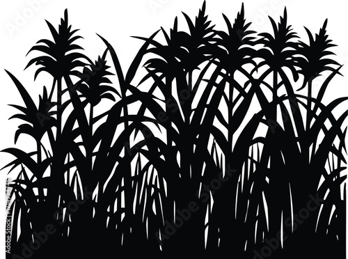 Sugarcane Field Silhouette Illustration | Sugarcane Field Vector Design