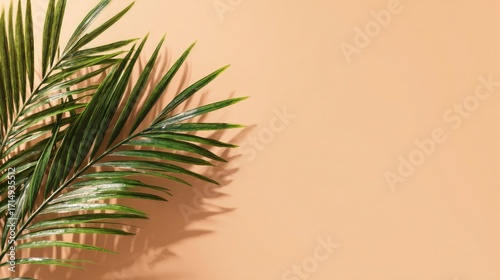 Tropical palm leaf shadow on beige