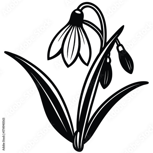 snowdrop vector on white background