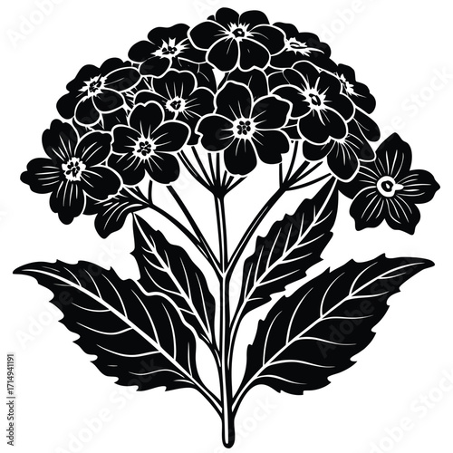 verbena vector on white background