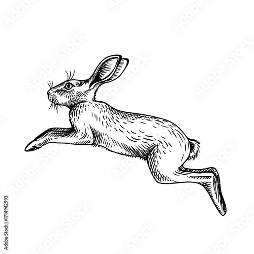 Cute Easter vintage bunny portrait. Hand drawn hare animal. Retro sketch isolated vector illustration