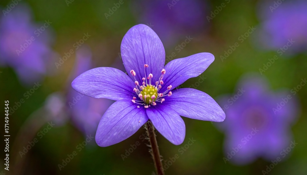 Fototapeta premium Vibrant purple flower with a bright yellow center blooming in a natural green environment.