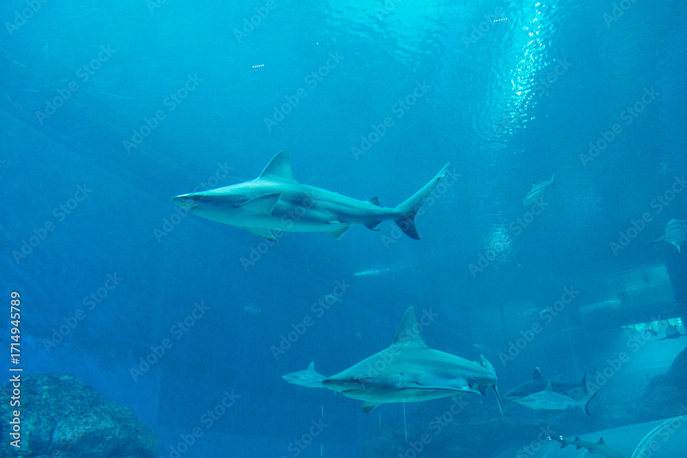 Obraz premium Views of the Singapore Oceanarium