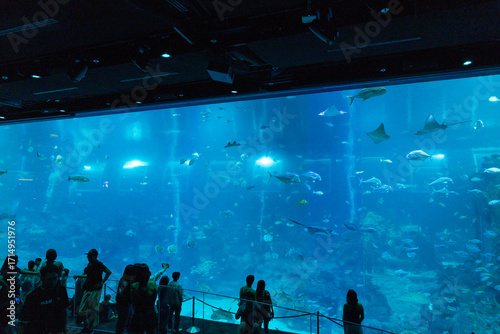 Fototapeta Naklejka Na Ścianę i Meble -  Views of the Singapore Oceanarium