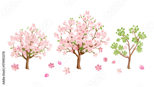 Watercolor cherry blossom tree vector illustration, spring floral trees with falling petals art