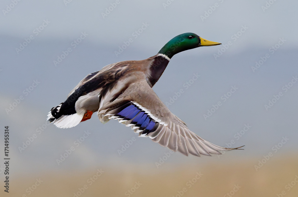 Obraz premium duck in flight against a blurred background
