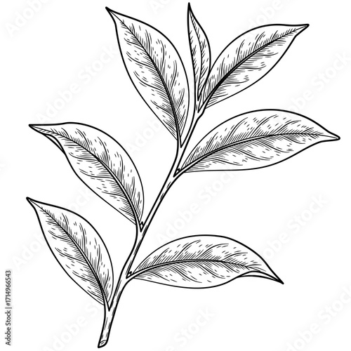 Green tea plant, branch with leaves. Hand drawn sketch vector illustration. Floral branch organic lineart. Chinese Green tea, hot drink. Black leaf on white background