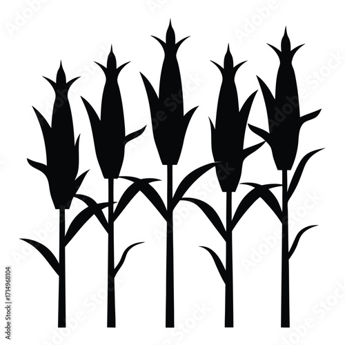 Black Silhouette of Five Corn Stalks with Leaves and Cobs Keywords: corn, maize, stalks, plants, agriculture
