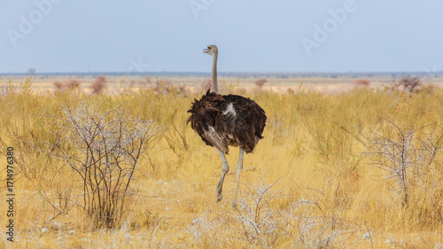 Female Ostrich (Struthio camelus) walking in the savannah, Etosha National Park Namibia