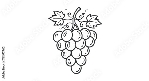 Hand-drawn illustration of a ripe bunch of grapes with leaves.