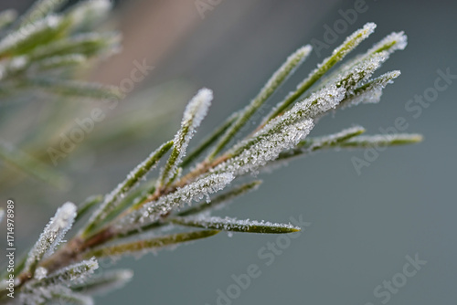 Macro photo from pinetree needles with ice in the winter