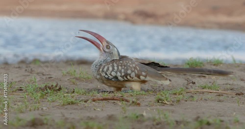 4K video; Southern red-billed hornbill (Tockus rufirostris) foraging on bank of little lake, Botswana