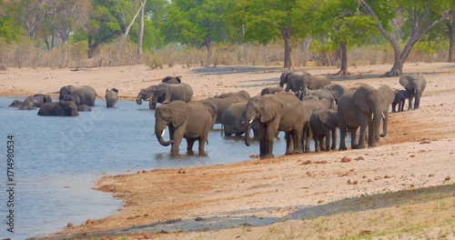 4K video; herd of African elephants (Loxodonta africana) relaxing in and drinking from the Kwando river in late afternoon, Namibia