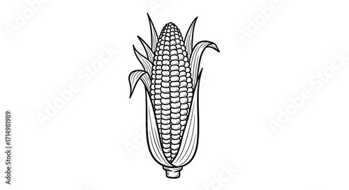 Hand-drawn illustration of an ear of corn.