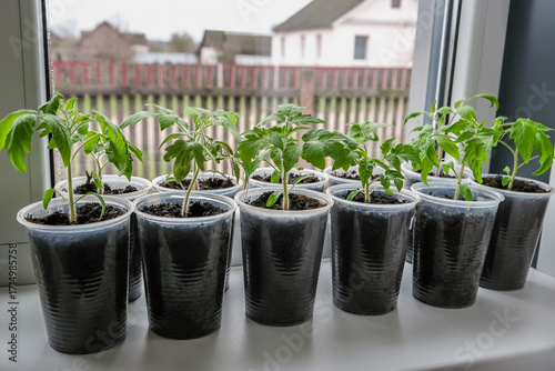 Tomato seedlings growing in plastic containers on a sunny windowsill. Fresh, organic plants symbolizing healthy eating, home gardening, and sustainable lifestyle. Perfect for wellness themes.