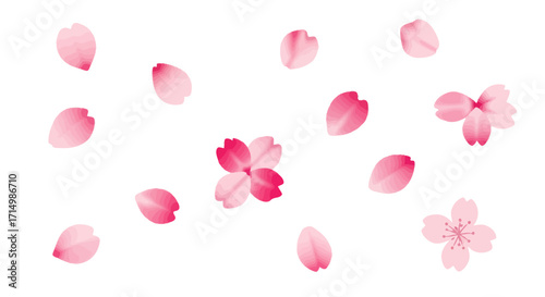 Scattered Pink Cherry Blossom Petals and Delicate Flowers.
