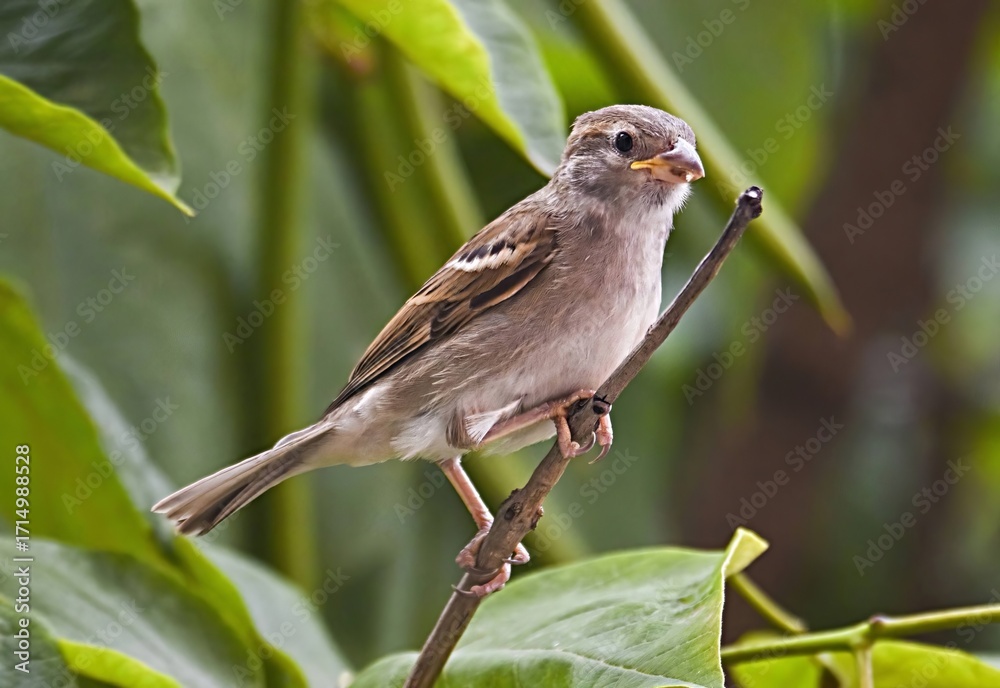 Fototapeta premium Young sparrow perched on tree branch among leaves 