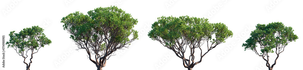 custom made wallpaper toronto digitalSet of Arctostaphylos manzanita (Dr. Hurd Manzanita) frontal set street trees isolated png on a transparent background perfectly cutout