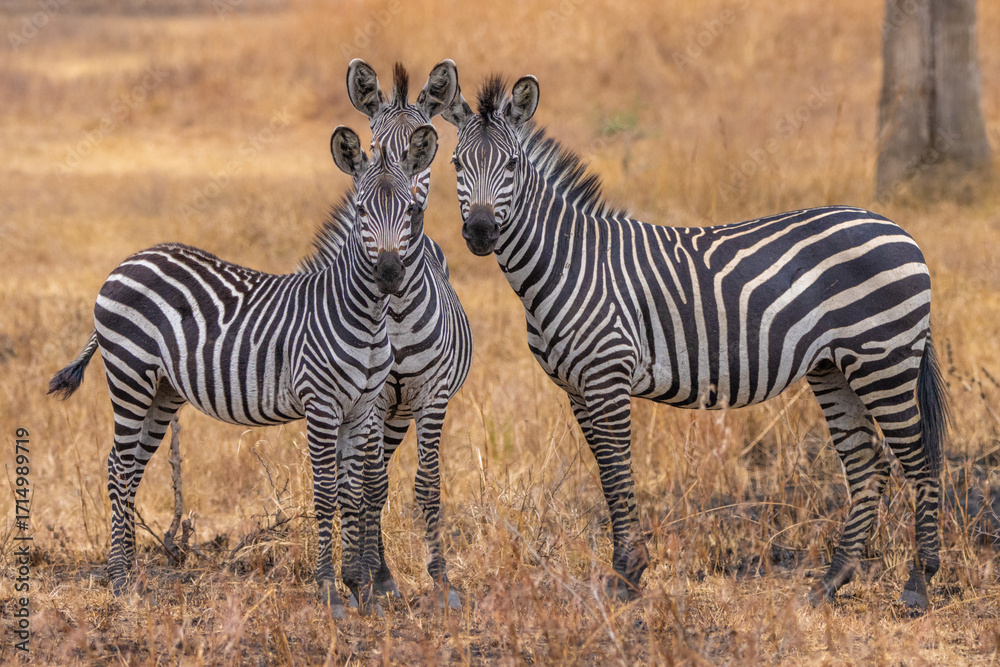 Obraz premium zebras in the savannah
