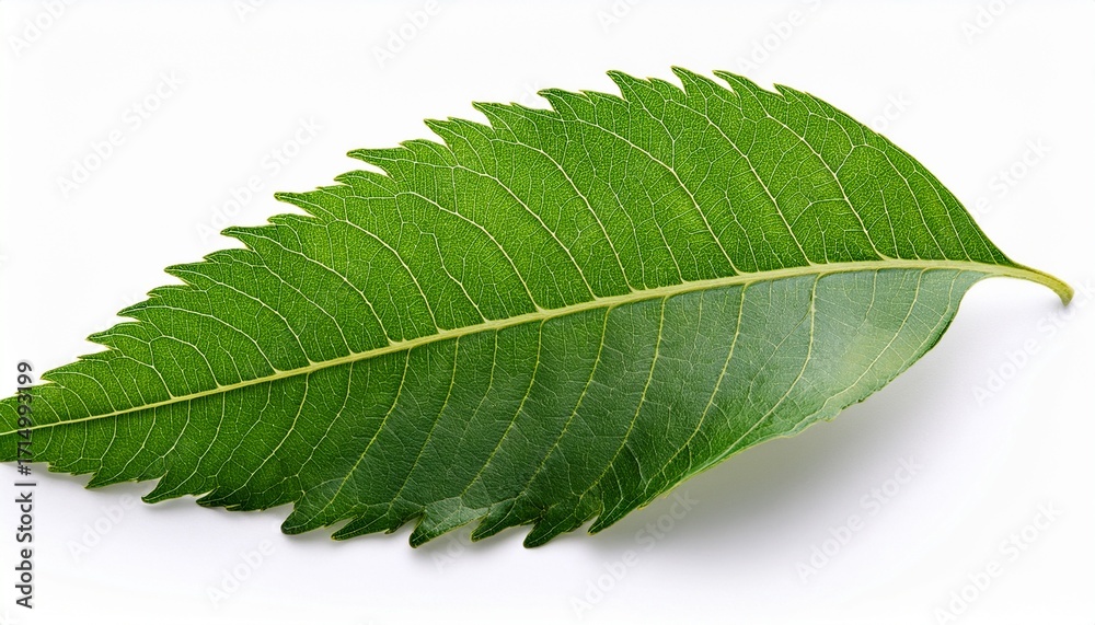 Obraz premium Neem Leaf Isolated On White