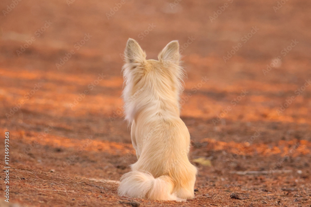 Fototapeta premium A fluffy dog's back turned to the camera