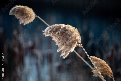 Invasive Species Phragmites in a Park in front of an Out of Focus Field Background