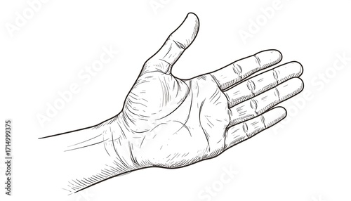 Detailed hand sketch illustration, offering gesture