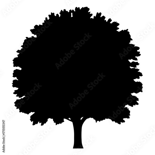 Silhouette of a full, mature tree with dense foliage against white backdrop