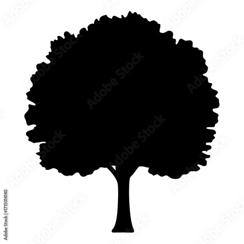 Elegant silhouette of a large deciduous tree with broad crown of leaves