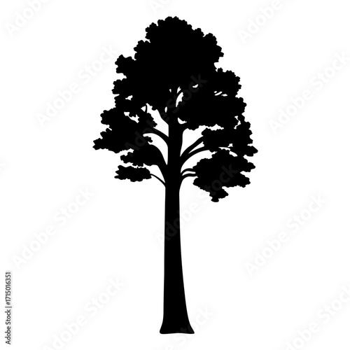 A silhouette of a tall deciduous tree with a broad crown in black