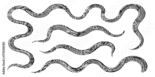 Black close-up vector illustration of a snake design, a reptile symbol