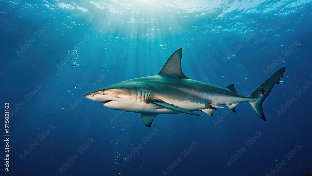 Fototapeta premium Oceanic Predator: A sleek, majestic shark glides effortlessly through the deep, its silhouette illuminated by the ethereal sunlight filtering from the ocean's surface.
